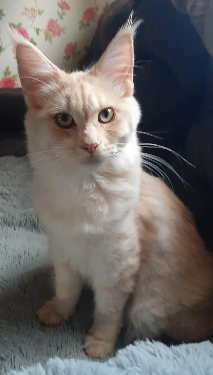 PB Maine Coon Kittens - Image 3
