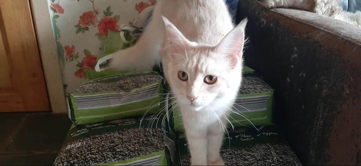 PB Maine Coon Kittens - Image 4