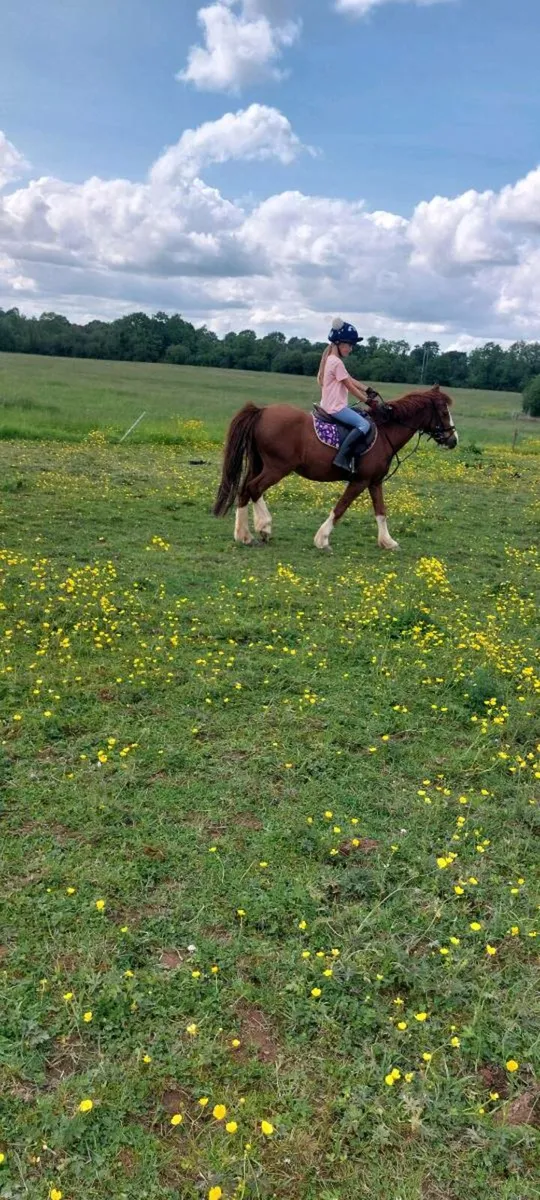 12.1 pony - Image 3