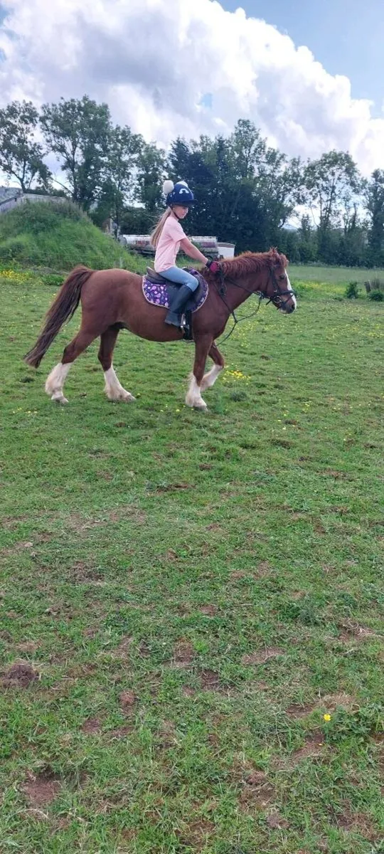 12.1 pony - Image 4