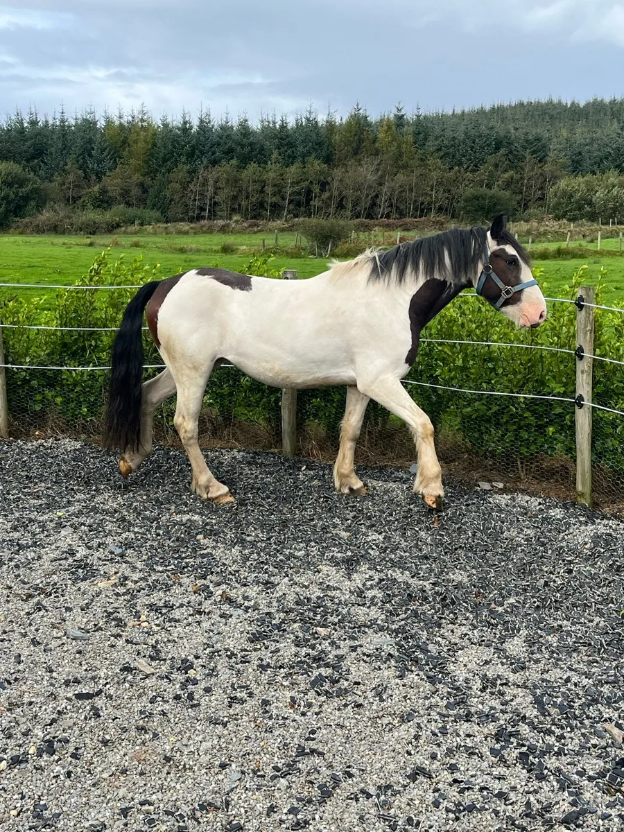 3YO Gelding - Image 2