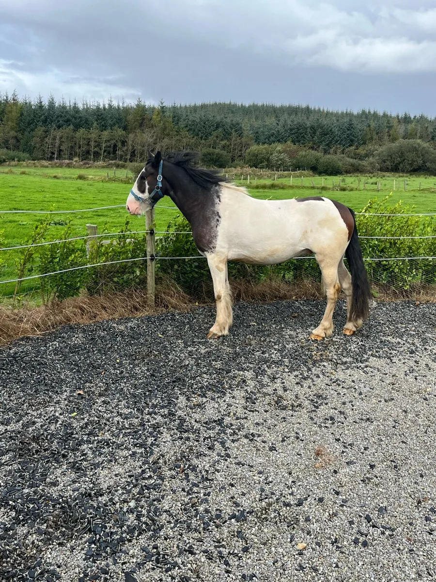 3YO Gelding - Image 3