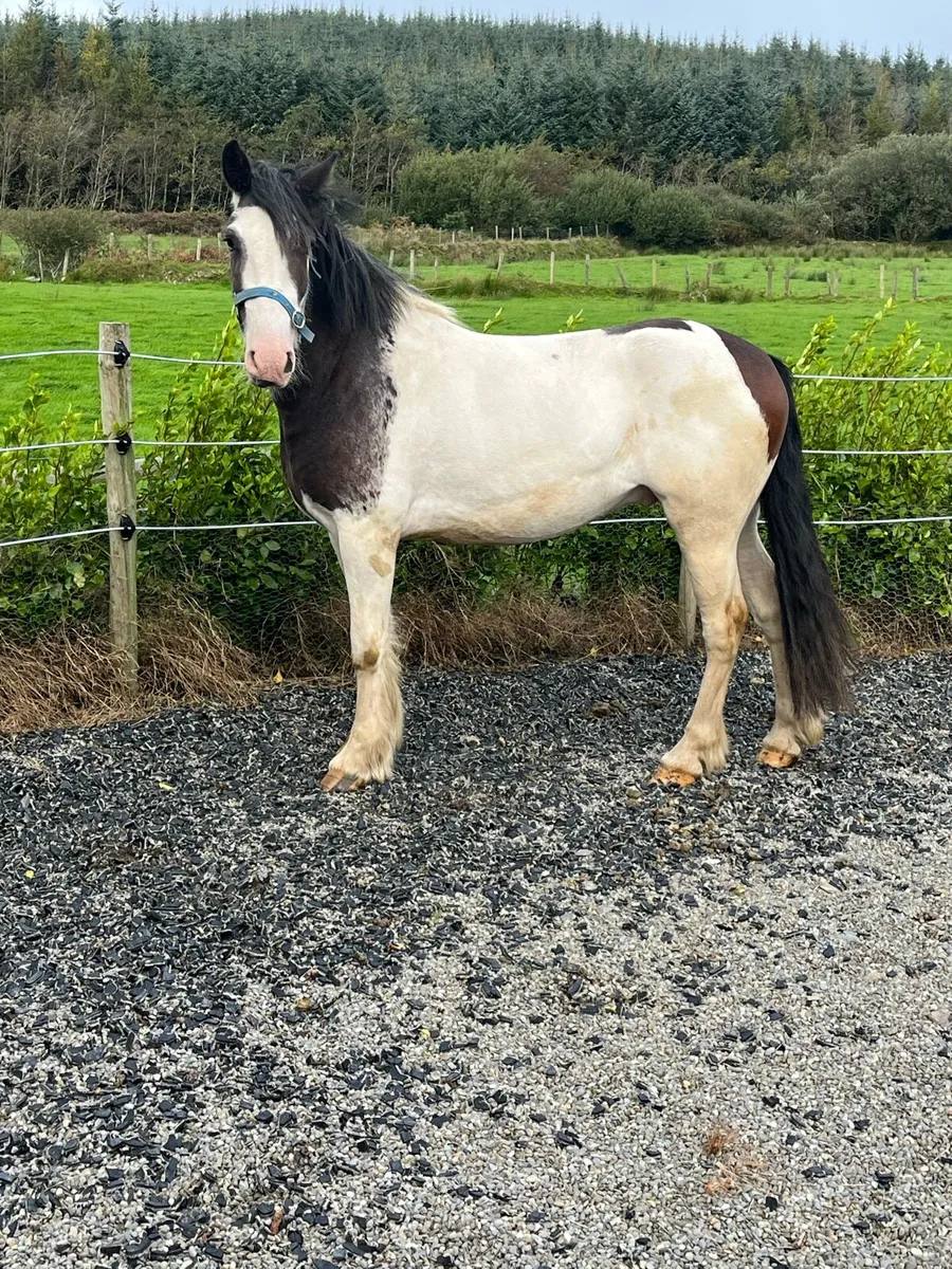 3YO Gelding - Image 4