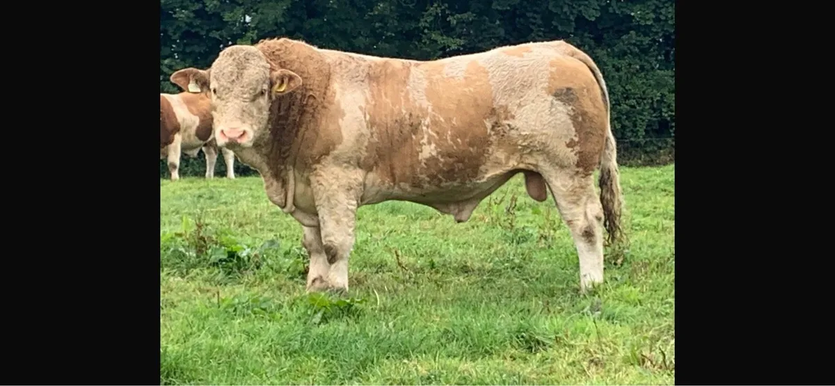 Pedigree Simmental Bulls - Image 1