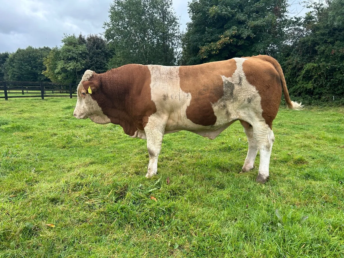 Pedigree Simmental Bulls - Image 2