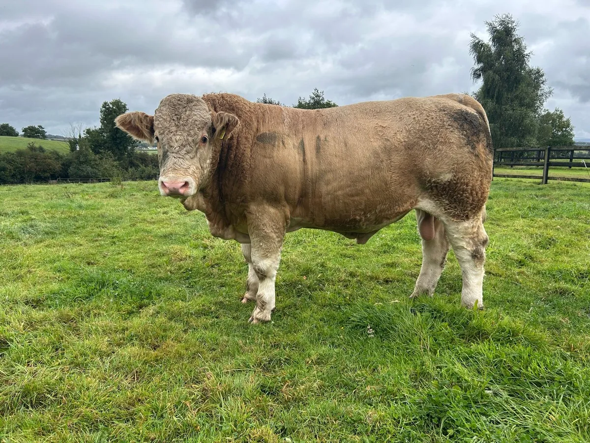 Pedigree Simmental Bulls - Image 3