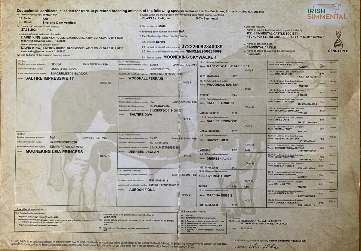 Pedigree Simmental Bulls - Image 4