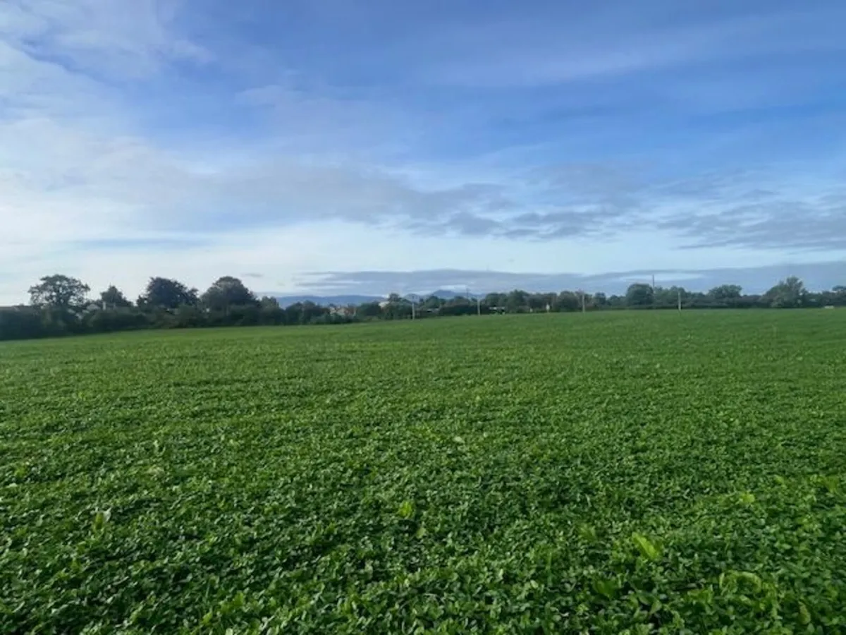 Red clover silage (organic in conversion) - Image 1