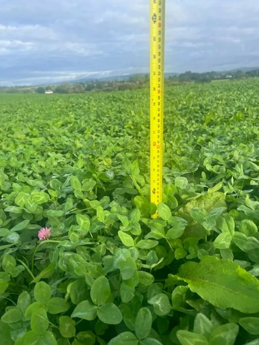 Red clover silage (organic in conversion) - Image 2