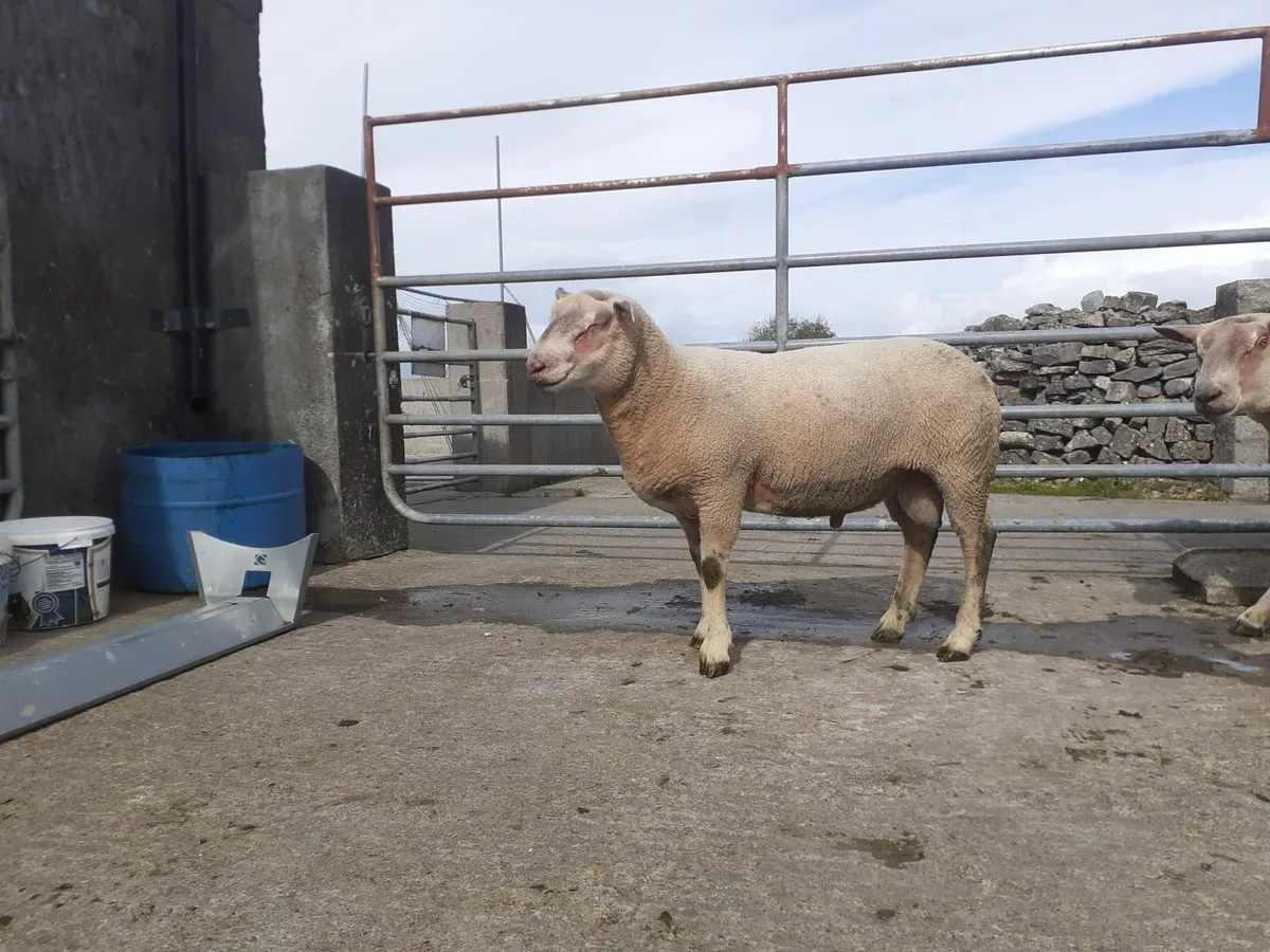 At Roscommon Mart tomorrow 13th September in pen - Image 1