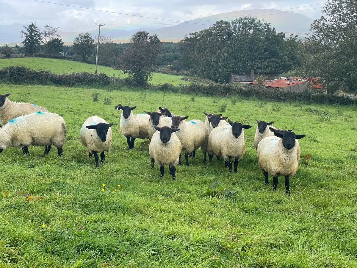 Suffolk Ewe Lambs - Image 1