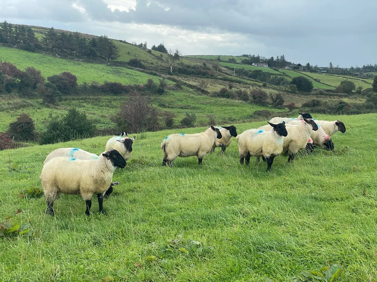 Suffolk Ewe Lambs - Image 3