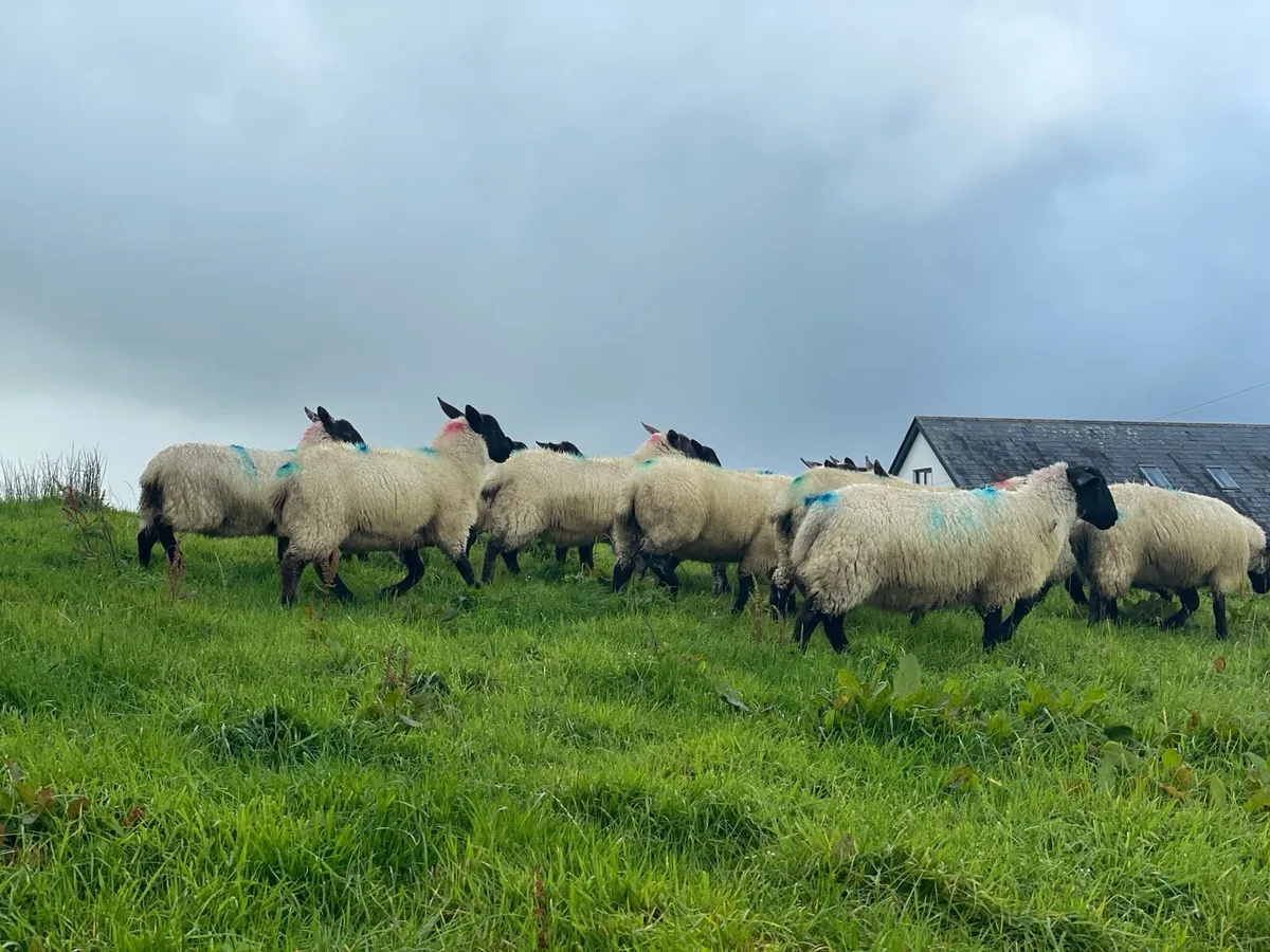 Suffolk Ewe Lambs - Image 4
