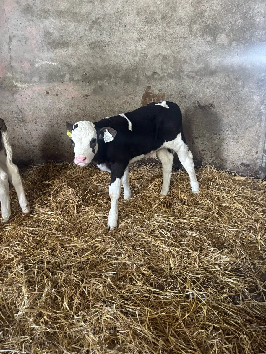 Simmental calves for sale - Image 1