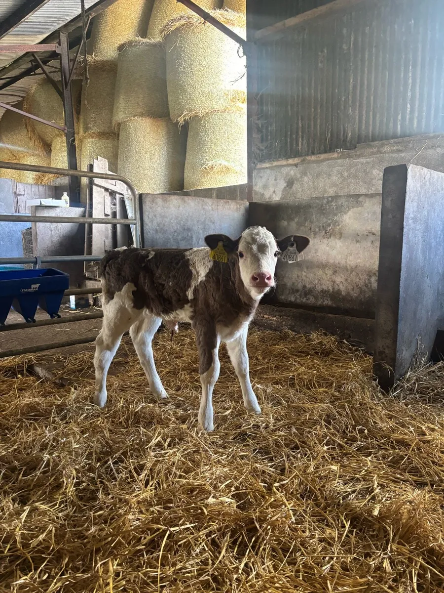 Simmental calves for sale - Image 2