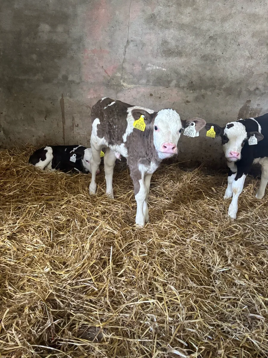 Simmental calves for sale - Image 3