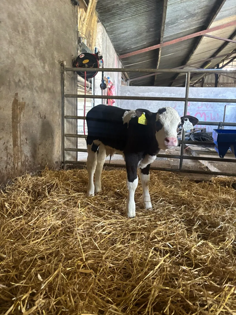 Simmental calves for sale - Image 4