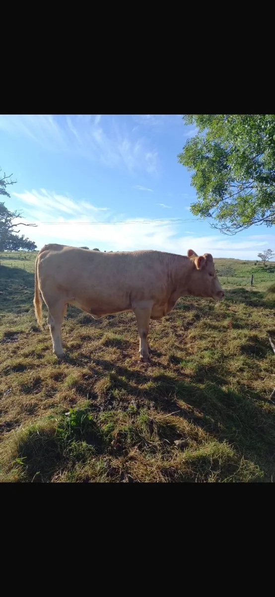 Incalf heifers - Image 2