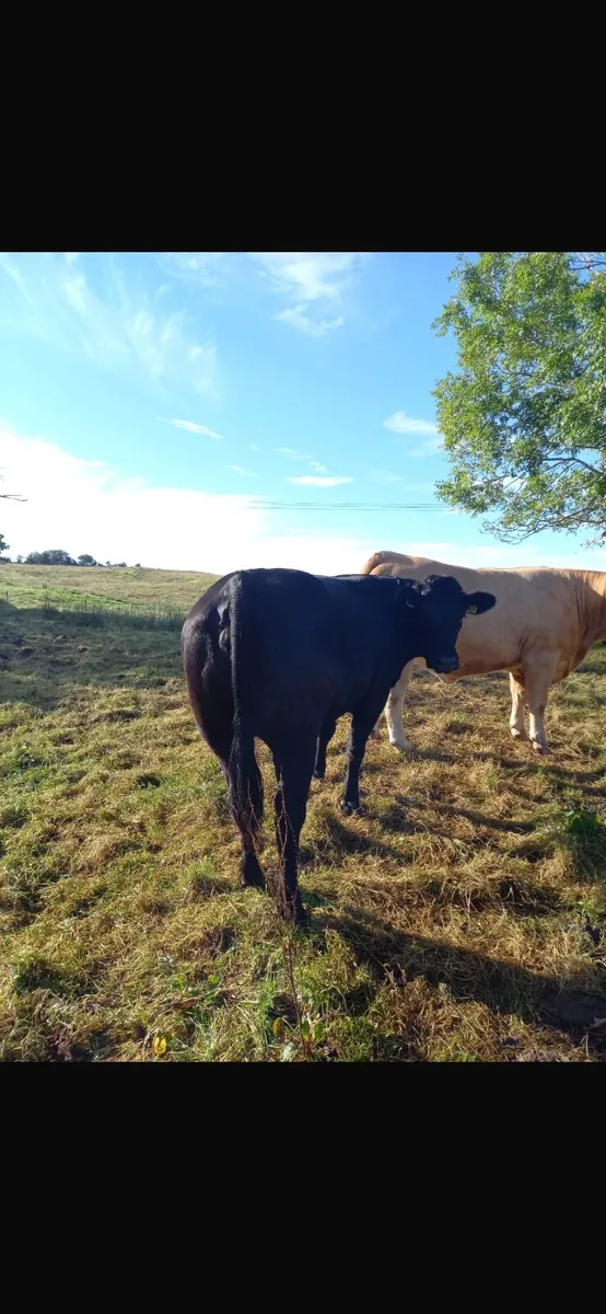 Incalf heifers - Image 3