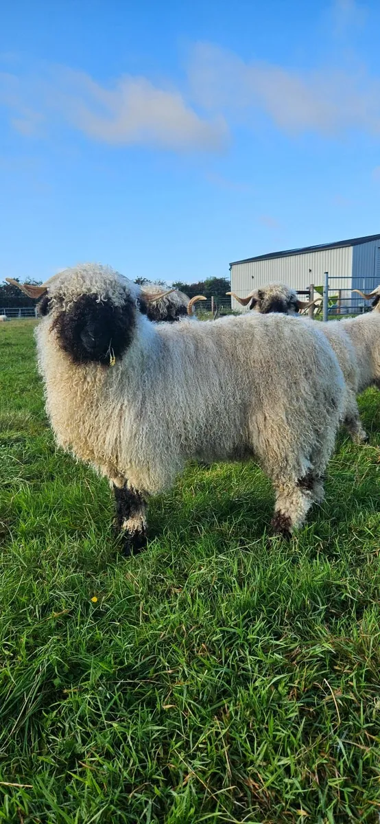 Valais Blacknose Ewes - Image 1