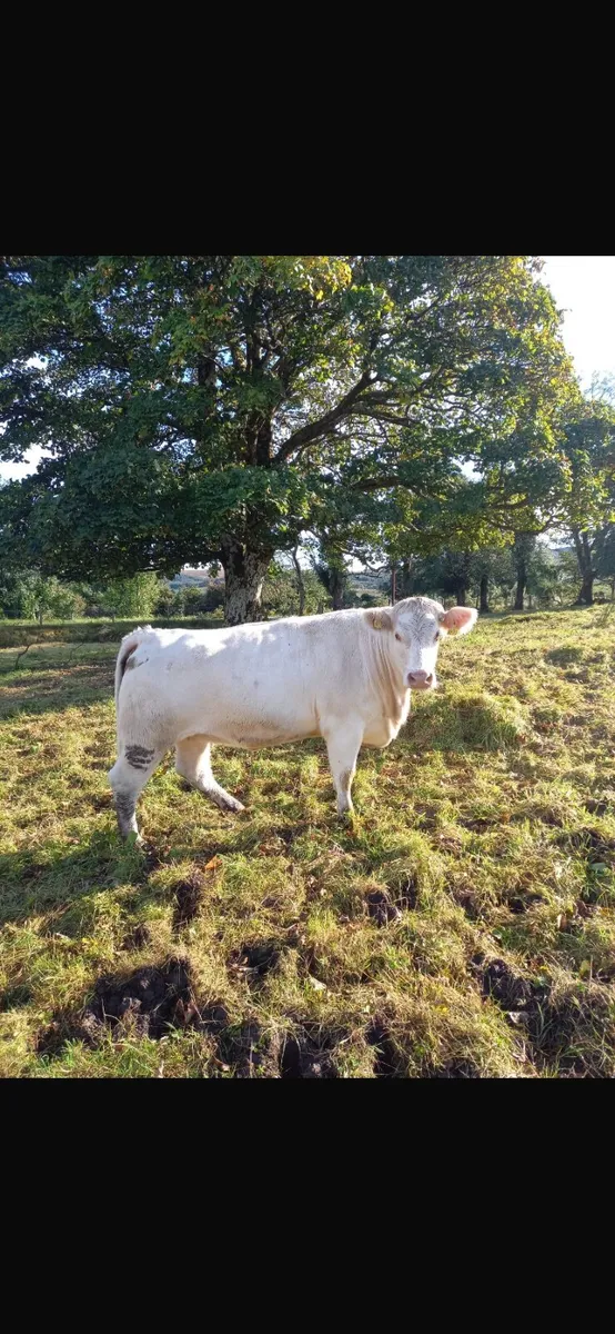 Incalf heifers - Image 4