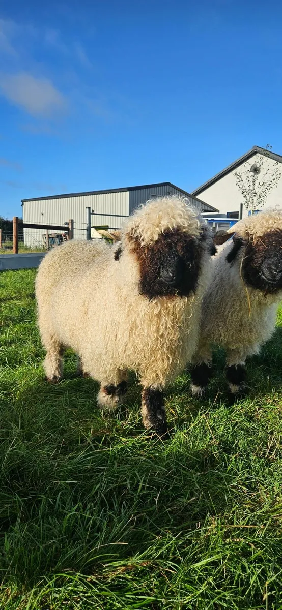 Valais Blacknose Ewes - Image 2