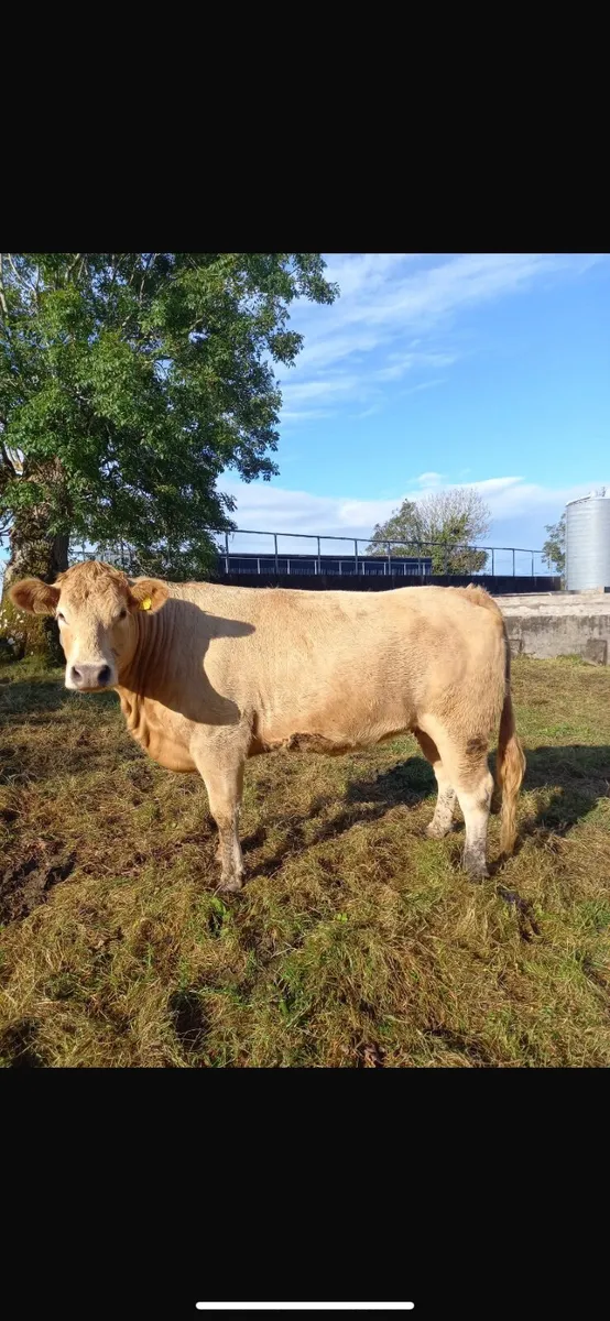 Incalf heifers - Image 1