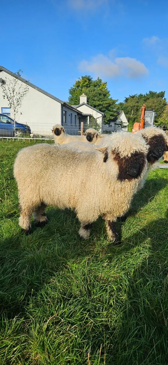 Valais Blacknose Ewes - Image 3