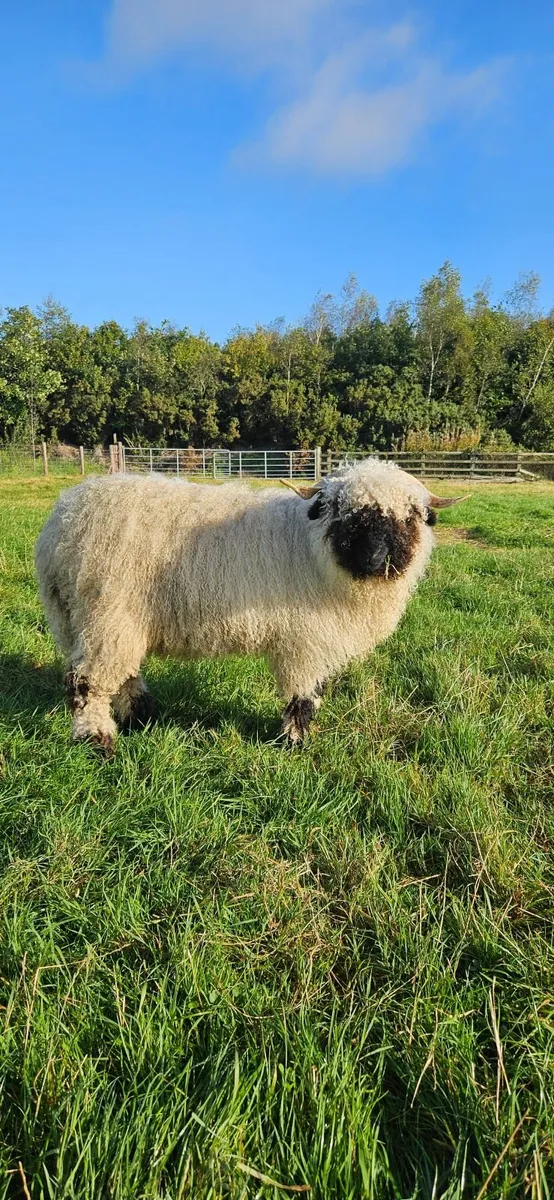 Valais Blacknose Ewes - Image 4