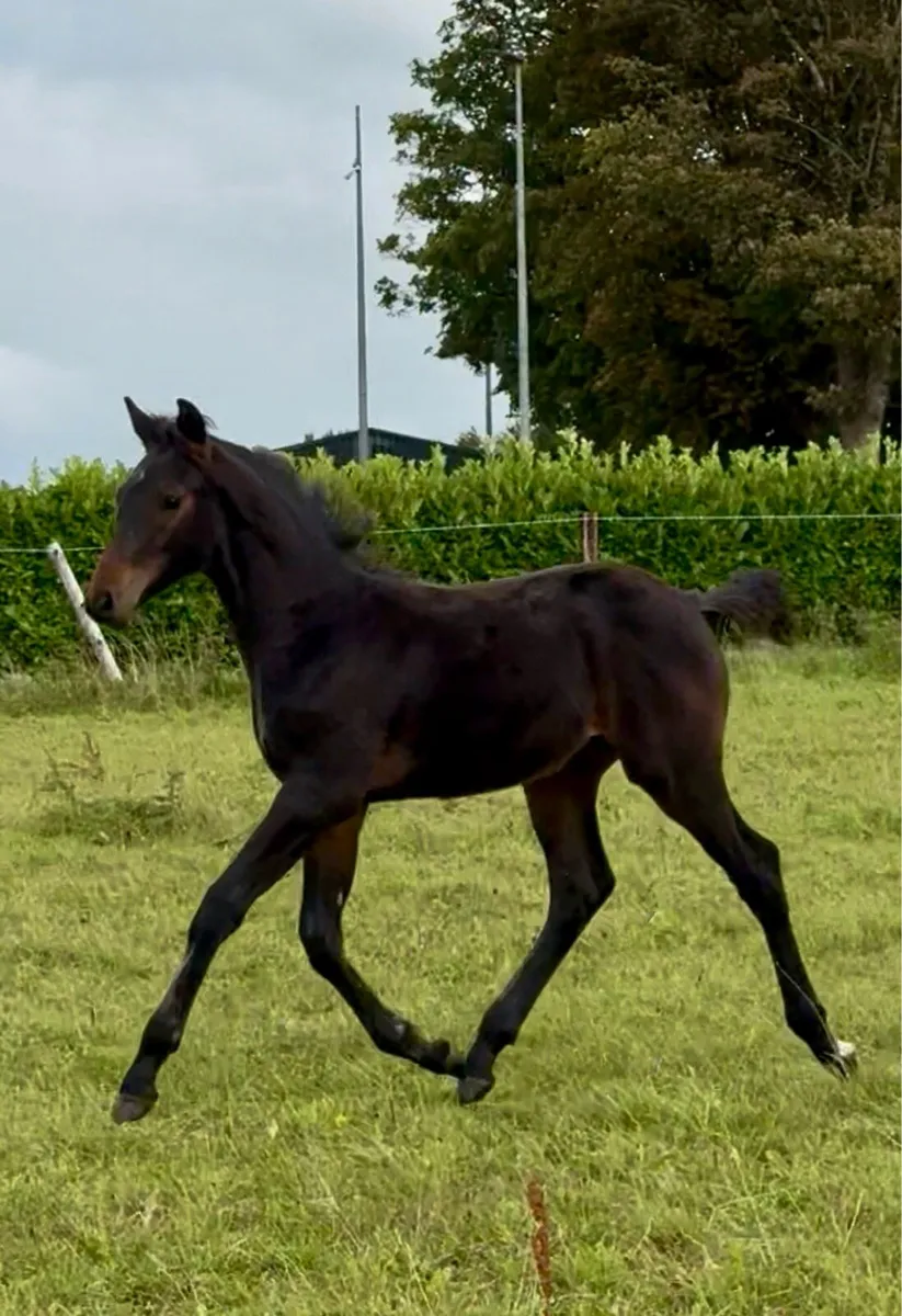 Potential showjumper ISH colt - Image 2