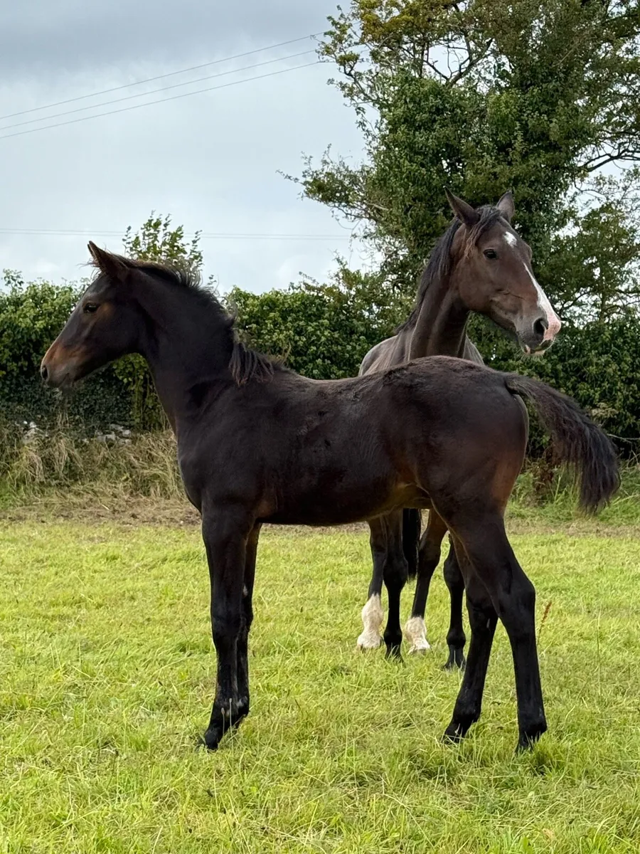 Potential showjumper ISH colt - Image 4