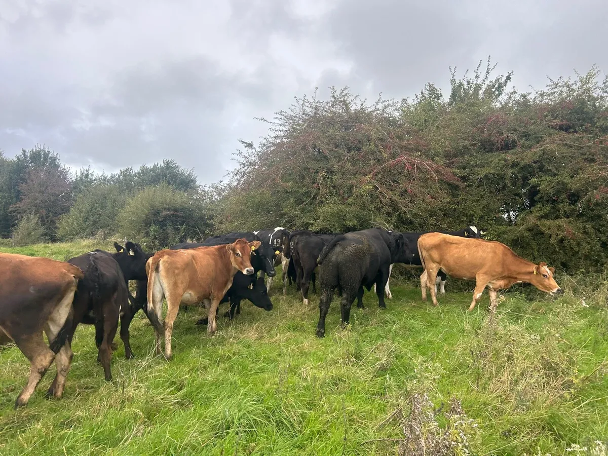 10 super  crossbred bulling heifers - Image 1