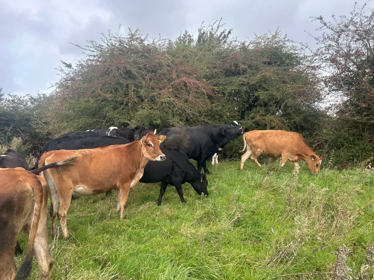 10 super  crossbred bulling heifers - Image 2