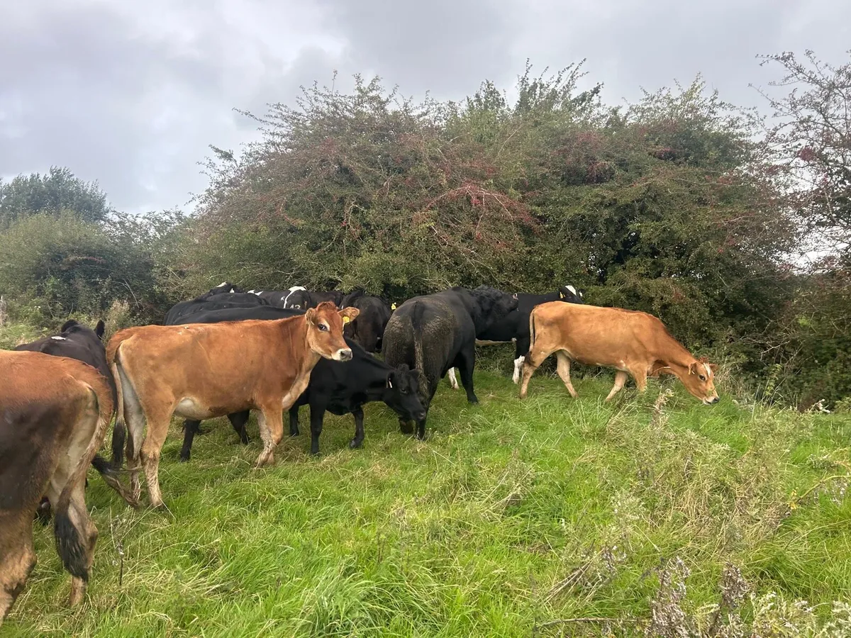 10 super  crossbred bulling heifers - Image 3