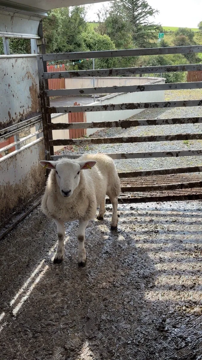 Texel ram lamb - Image 1