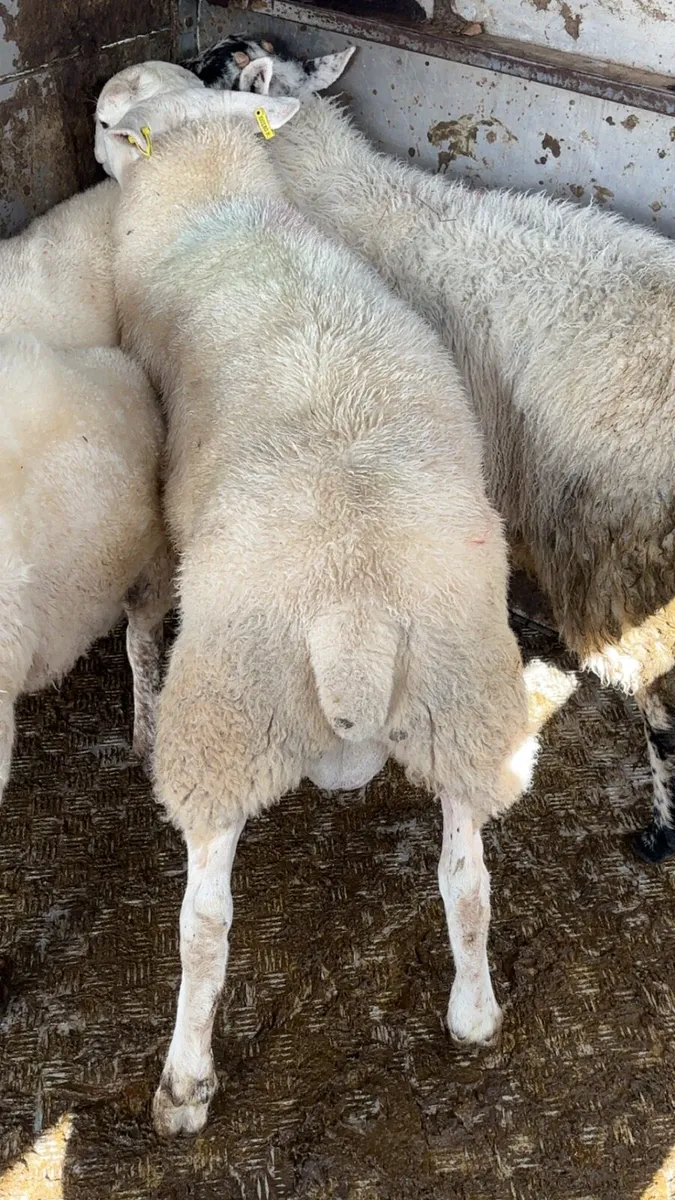 Texel ram lamb - Image 3