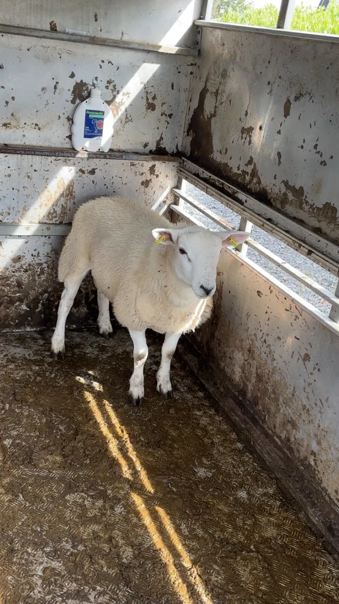 Texel ram lamb - Image 4