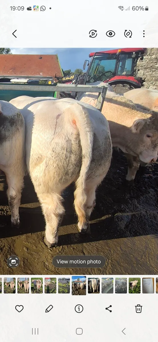 Pedigree registered charolais Bulls - Image 2