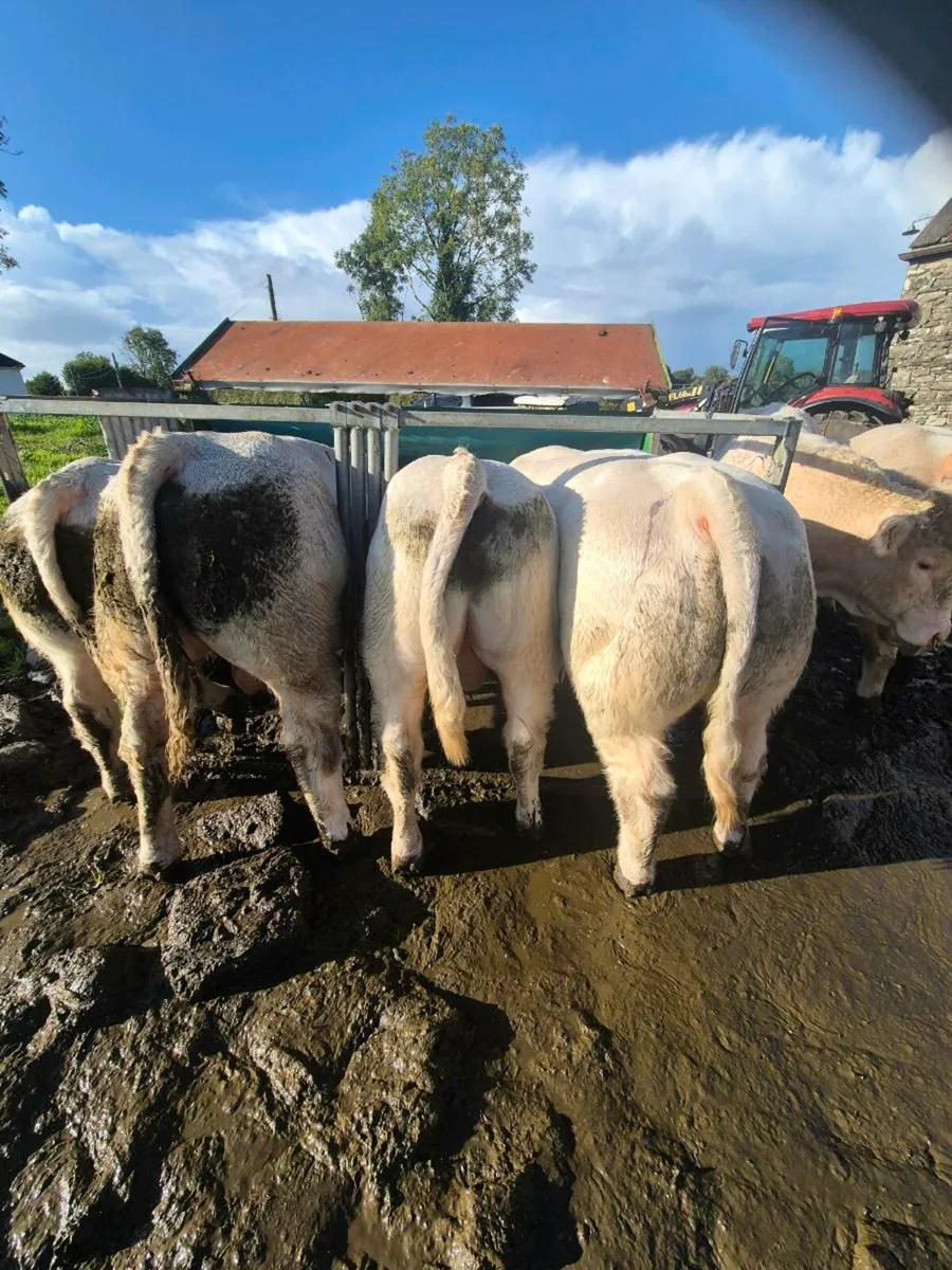 Pedigree registered charolais Bulls - Image 1