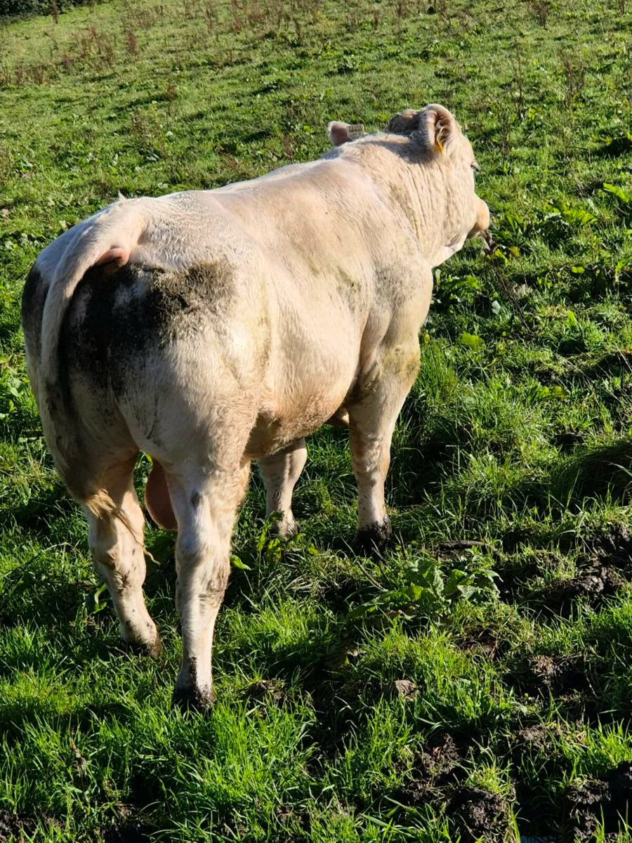 Pedigree registered charolais Bulls - Image 4