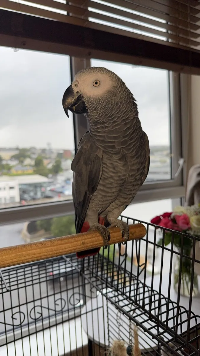 Rocko, 1 year old Talking African Grey Parrot 🦜 - Image 1