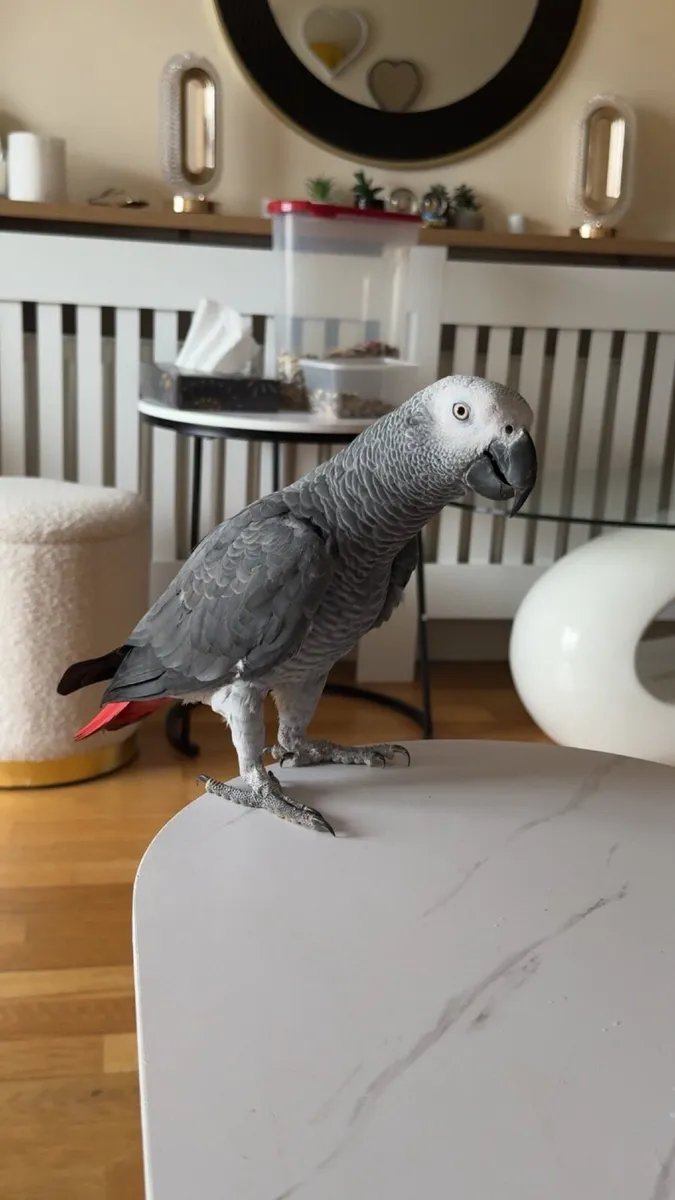 Rocko, 1 year old Talking African Grey Parrot 🦜 - Image 2