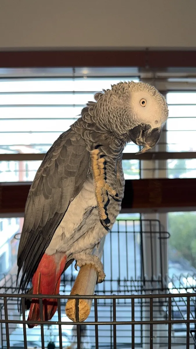 Rocko, 1 year old Talking African Grey Parrot 🦜 - Image 3