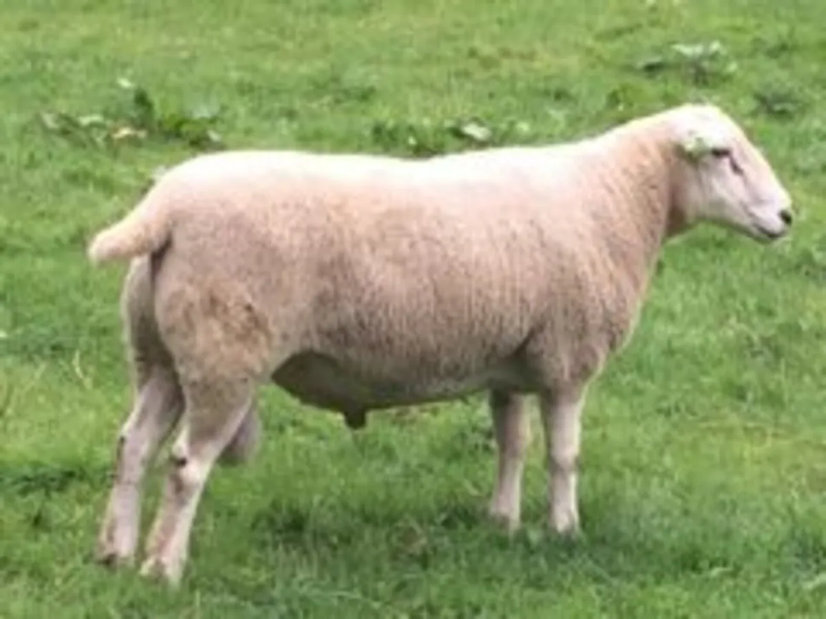 Purebred Lleyn hogget rams for sale. - Image 1
