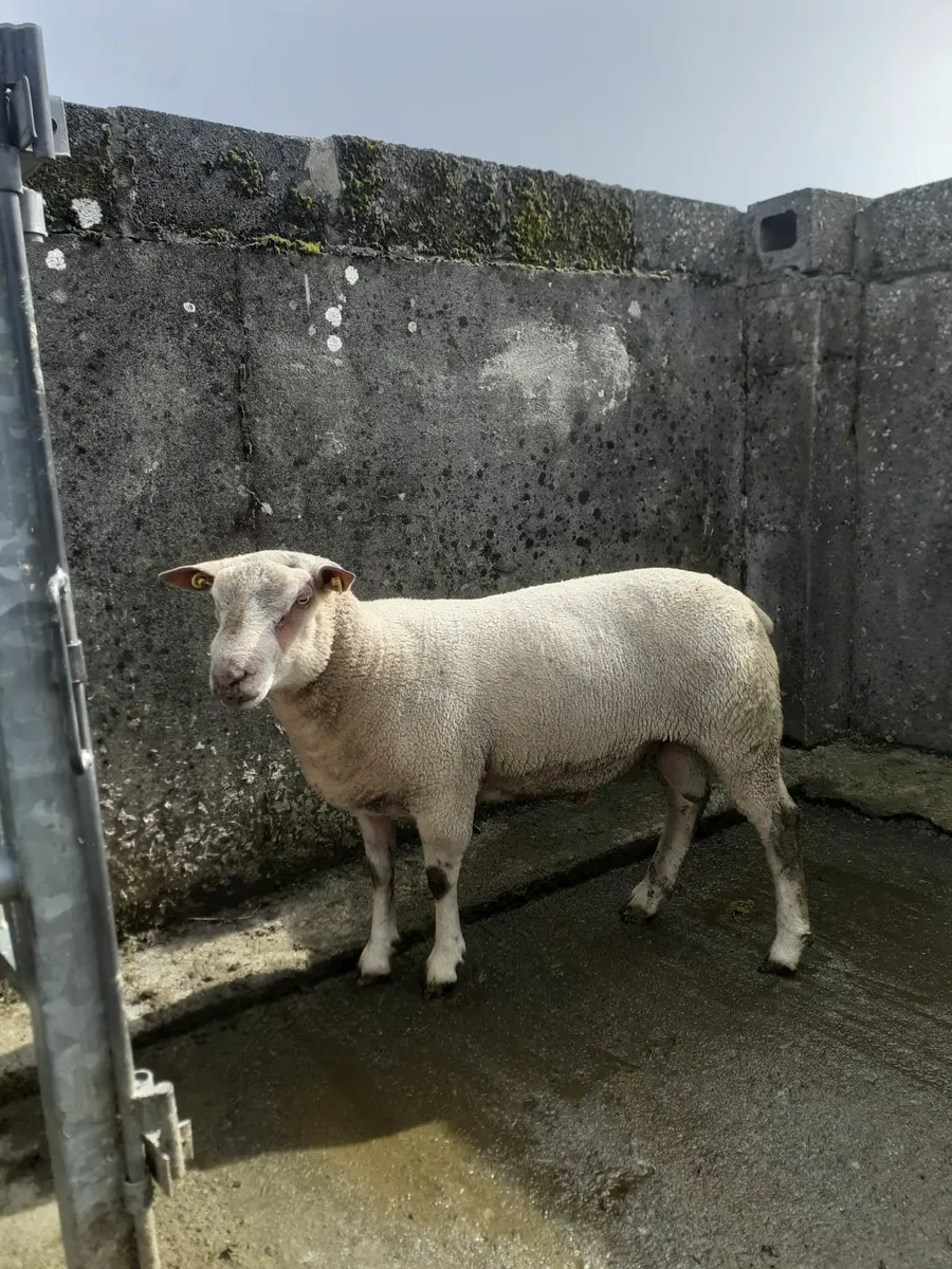 At Roscommon Mart tomorrow 13th September in pen - Image 3