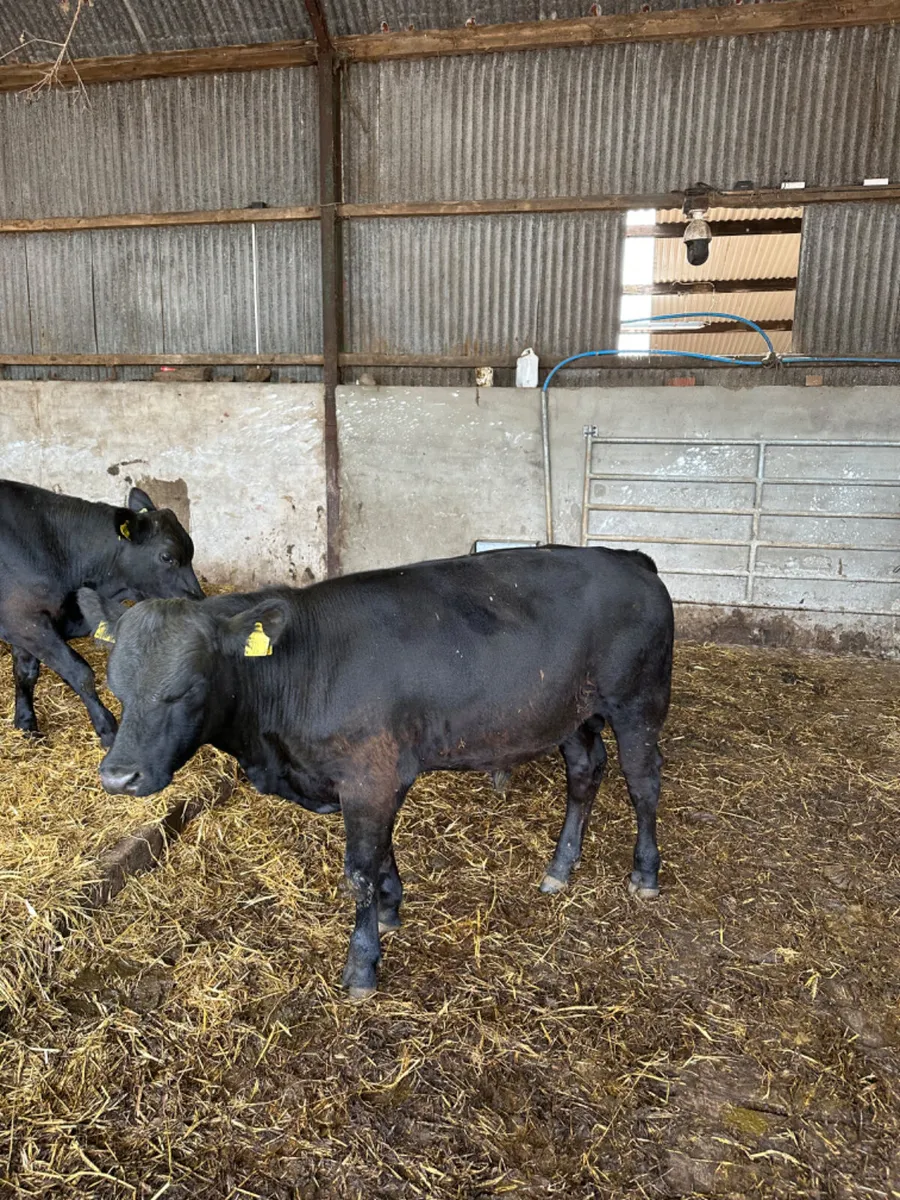 Angus bulls - Image 3