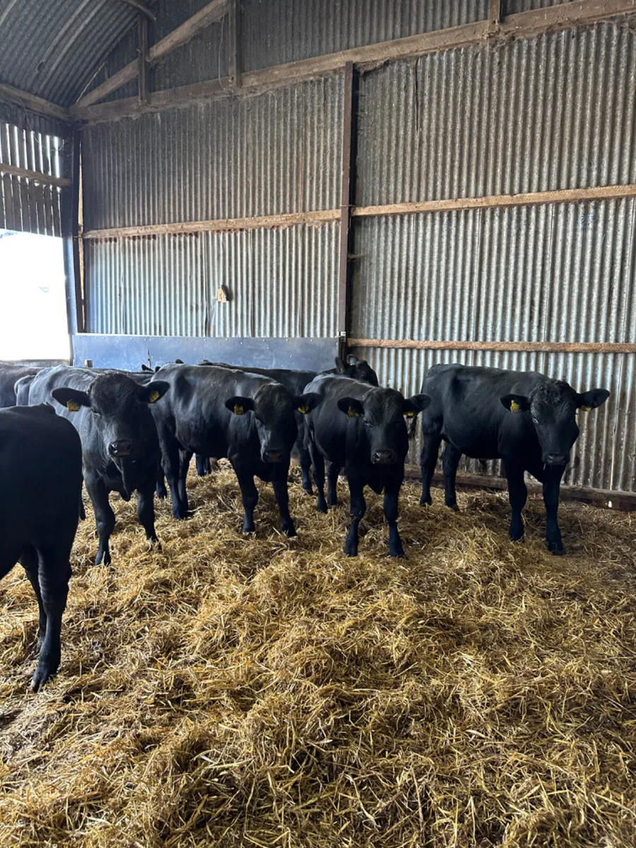 Angus bulls - Image 2