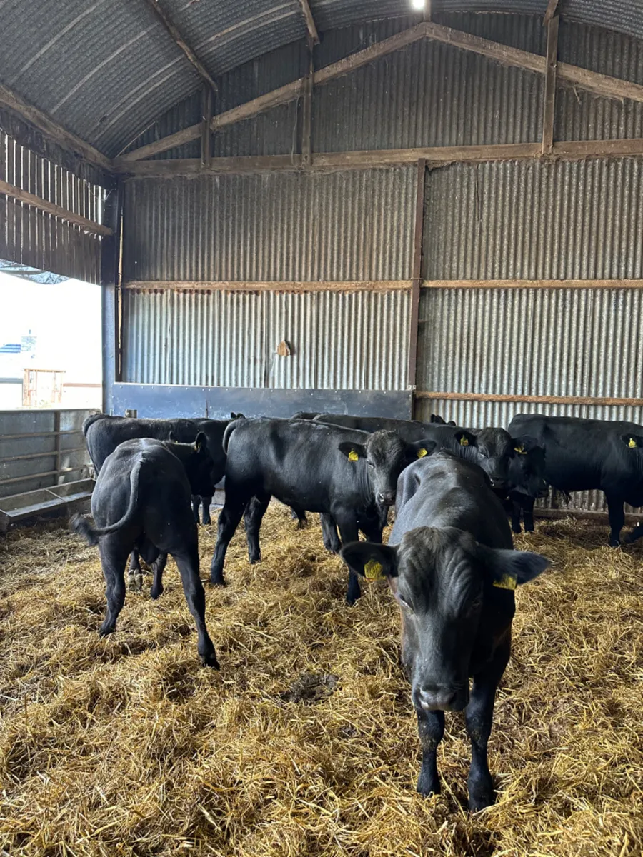 Angus bulls - Image 4
