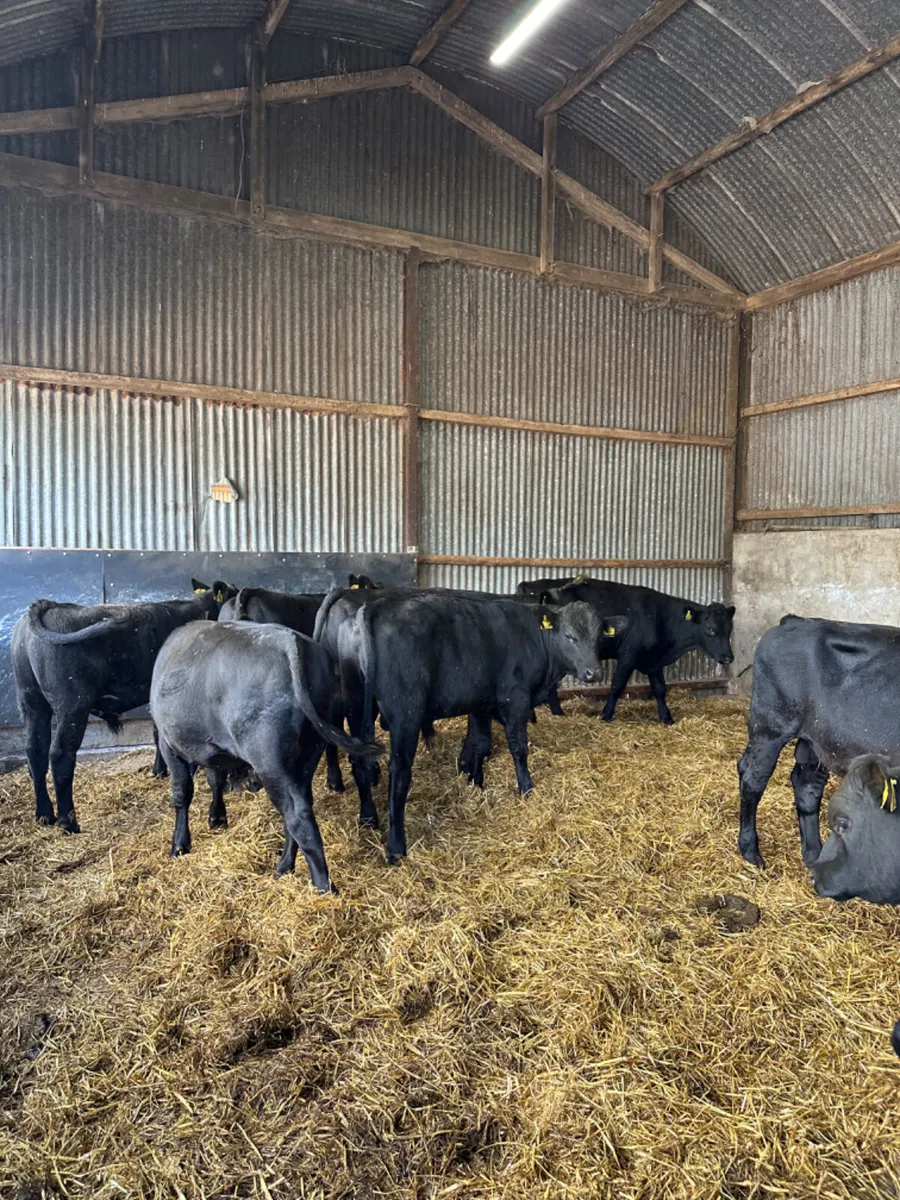 Angus bulls - Image 1