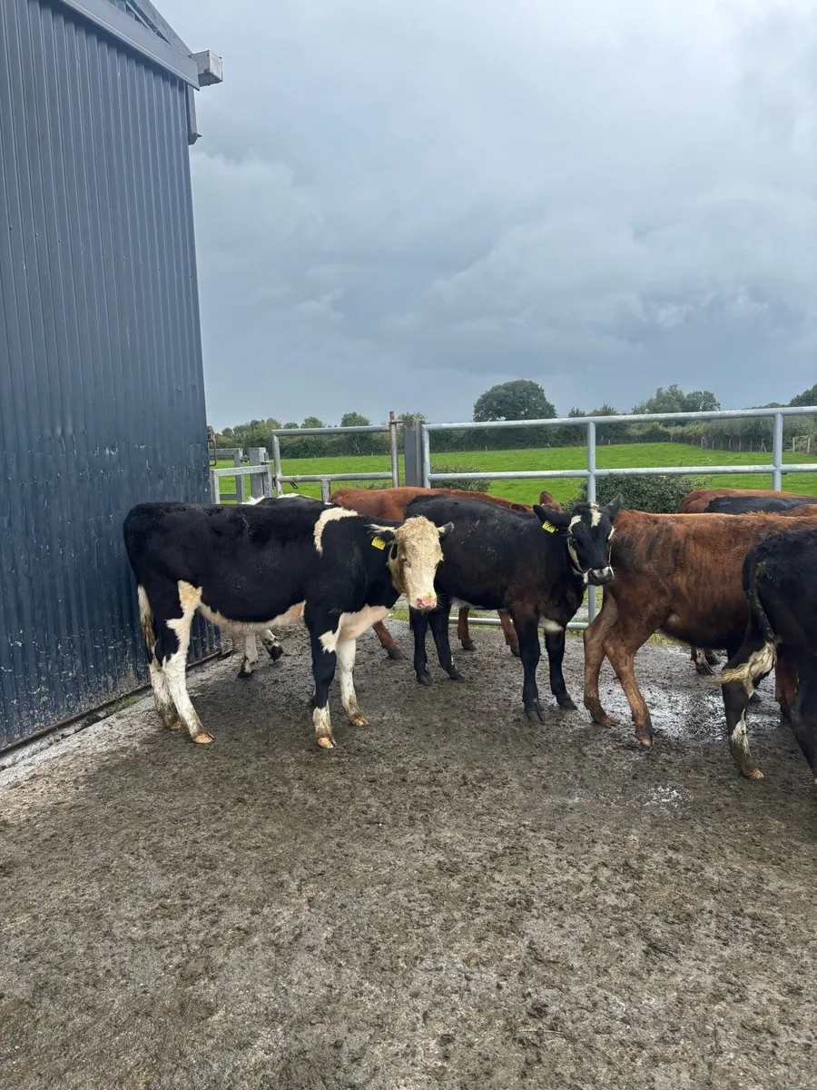 Weanlings - Image 1